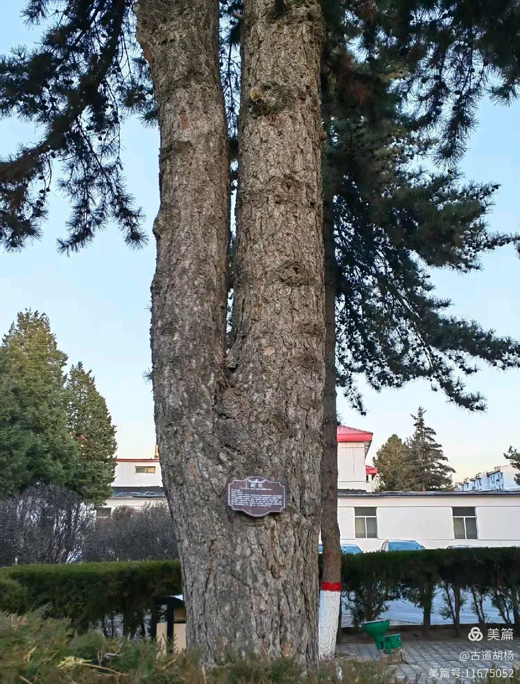 油松,呼和浩特市树